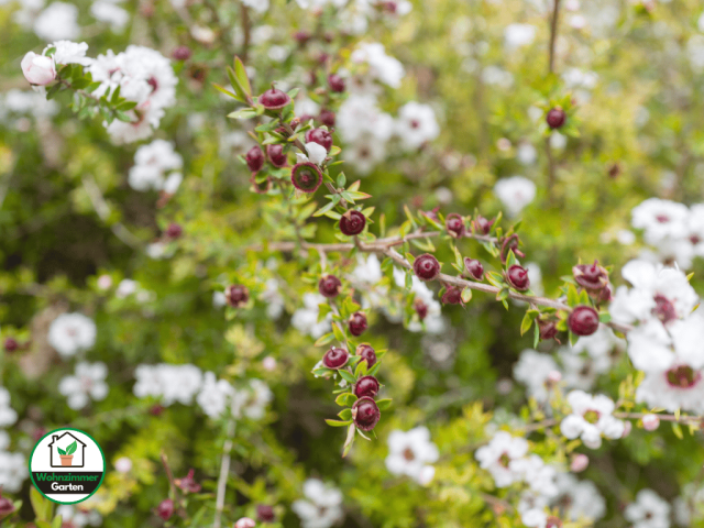 Manuka Leptospermum scoparium online bestellen